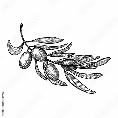 Olive Branch in Linear Style. Hand drawing green olives