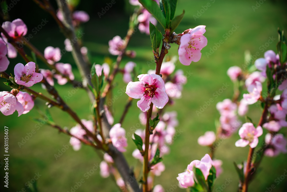peach blossom in spring, close-up of pink flowers peach blossom in spring, close-up of pink flowers