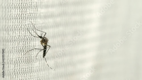 Aedes aegypti Mosquito on white mosquito wire mesh photo