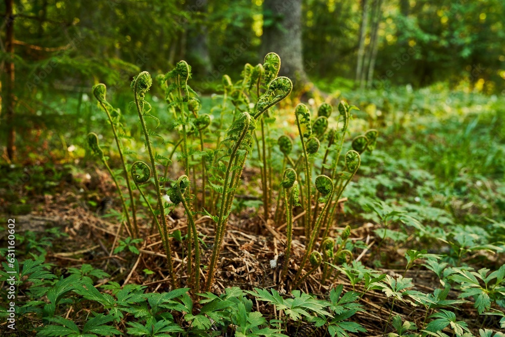 Lush and vibrant forest scene featuring a variety of plants and leaves on the ground Lush and vibrant forest scene featuring a variety of plants and leaves on the ground