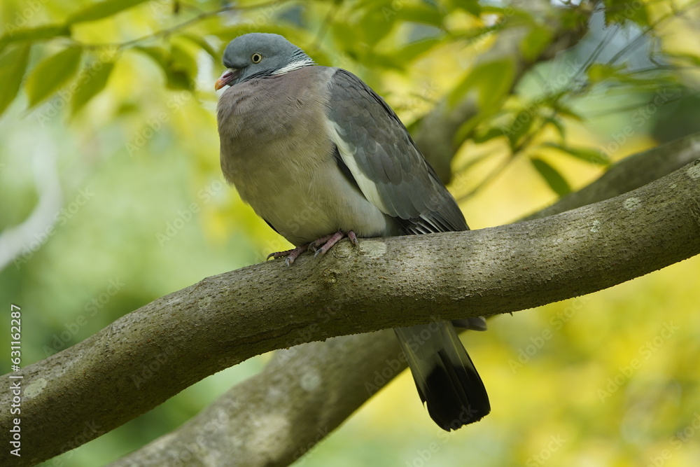 The Common Wood Pigeon (Columba palumbus) is a member of the dove and pigeons family Columbidae. The Common Wood Pigeon (Columba palumbus) is a member of the dove and pigeons family Columbidae.