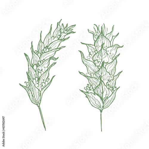 Sideritis mountain tea drawing on isolated background. Sideritis montana plant hand drawn, healthy drink, plant for cosmetics, essential oil,seasoning. Design element for label, print, logo, template