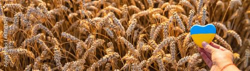 Flag of Ukraine in a wheat field. Selective focus.