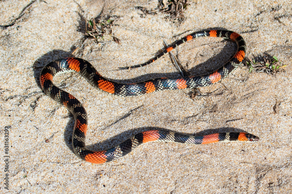 Naklejka premium snake in sand