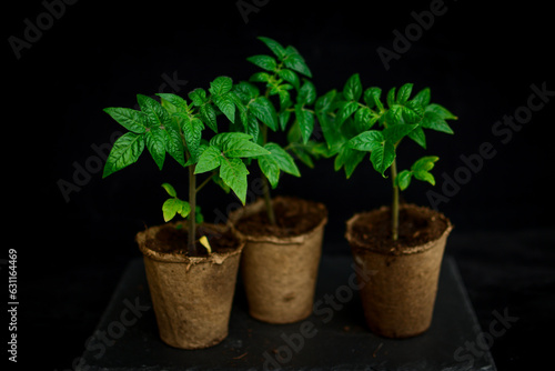 Young seedlings of tomato in peat pots on a black background