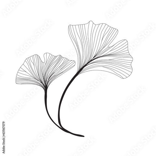 two leaves of ginkgo biloba linear drawing sketch, contour ginkgo line art