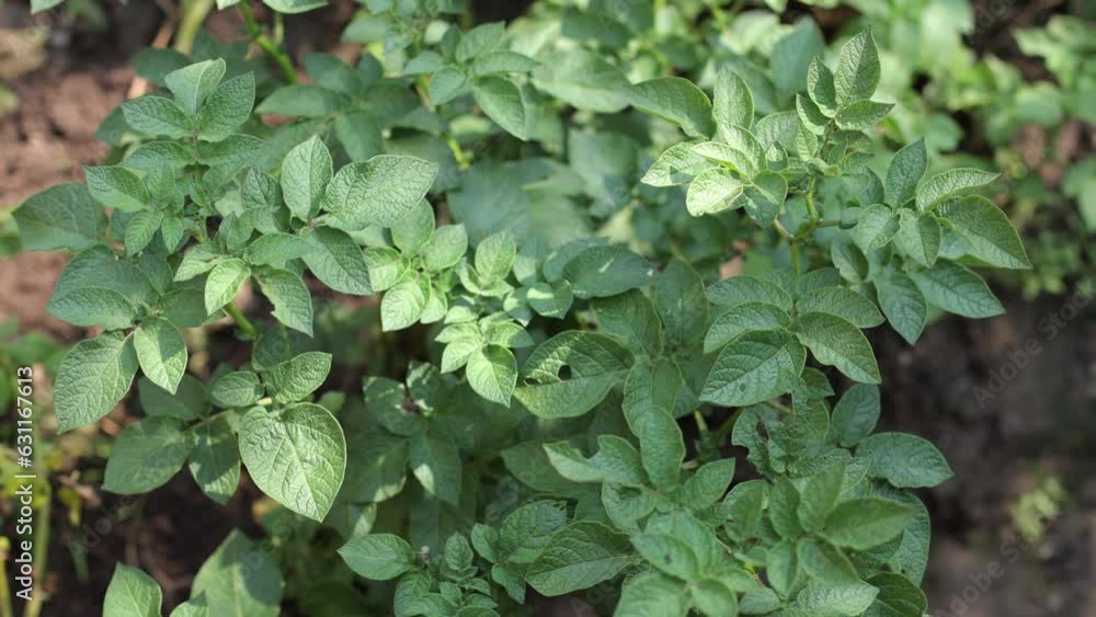 There are many potatoes growing in the field. Agriculture, green leaves of potatoes in summer. Colorado beetles destroy the tuber. Beetles destroy the crop, it must be sprayed against parasites. There are many potatoes growing in the field. Agriculture, green leaves of potatoes in summer. Colorado beetles destroy the tuber. Beetles destroy the crop, it must be sprayed against parasites.