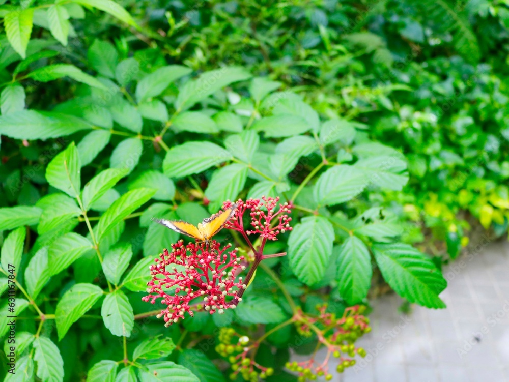 Red Lacewing butterfly on Leea rubra red flowers blooming in the park, the atmosphere is fresh. ฺlurred background. Selective focus shot . Red Lacewing butterfly on Leea rubra red flowers blooming in the park, the atmosphere is fresh. ฺlurred background. Selective focus shot .