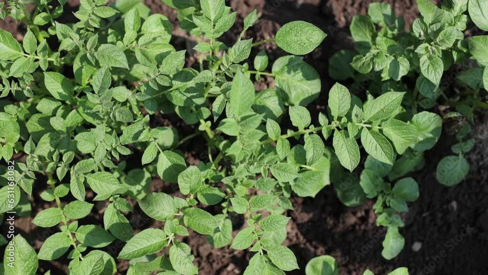 There are many potatoes growing in the field. Agriculture, green leaves of potatoes in summer. Colorado beetles destroy the tuber. Beetles destroy the crop, it must be sprayed against parasites. There are many potatoes growing in the field. Agriculture, green leaves of potatoes in summer. Colorado beetles destroy the tuber. Beetles destroy the crop, it must be sprayed against parasites.
