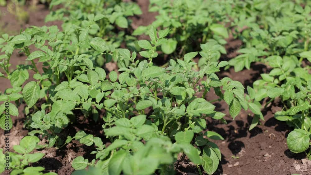 There are many potatoes growing in the field. Agriculture, green leaves of potatoes in summer. Colorado beetles destroy the tuber. Beetles destroy the crop, it must be sprayed against parasites. There are many potatoes growing in the field. Agriculture, green leaves of potatoes in summer. Colorado beetles destroy the tuber. Beetles destroy the crop, it must be sprayed against parasites.