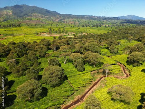 Aerial view of trees and tea plantations with a mountain in the background located in Pangalengan 