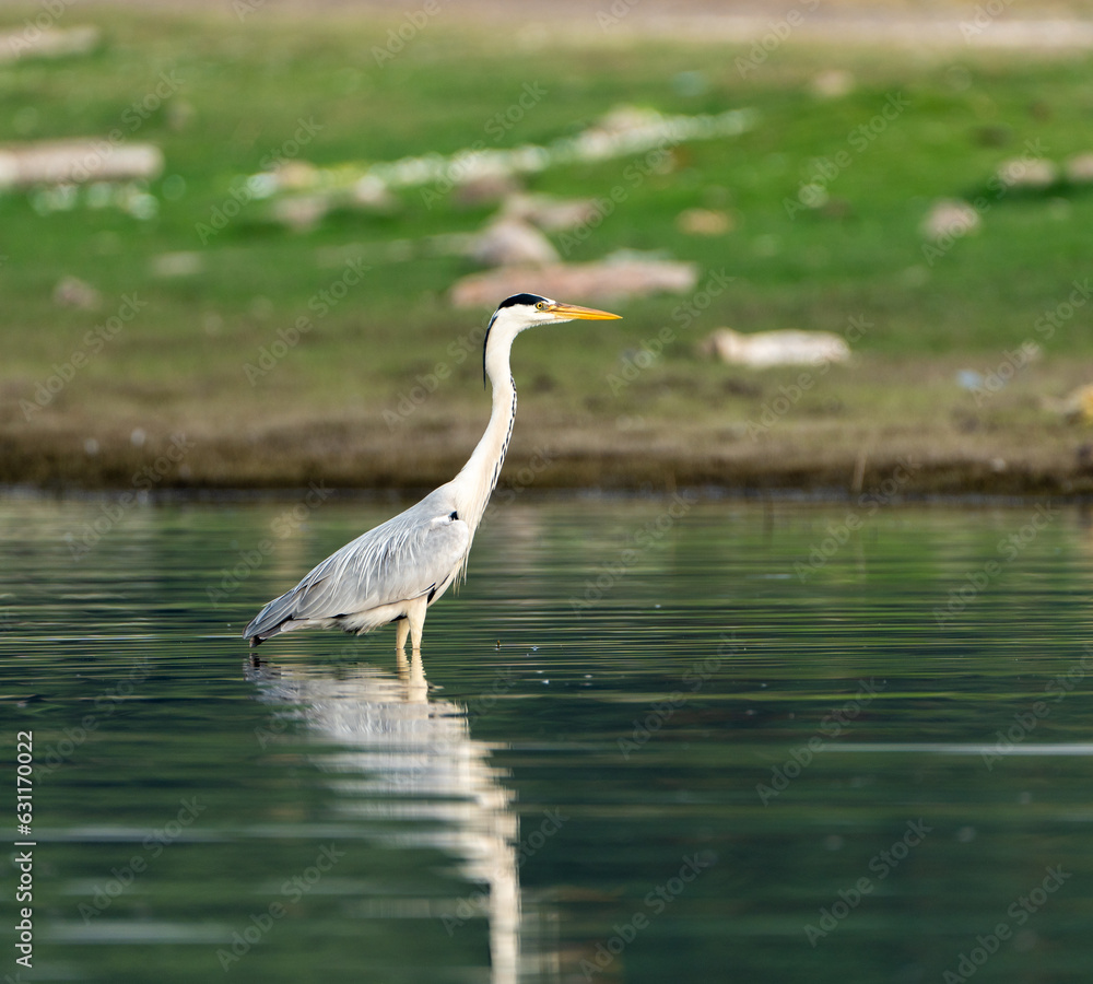 Fototapeta premium Water bird