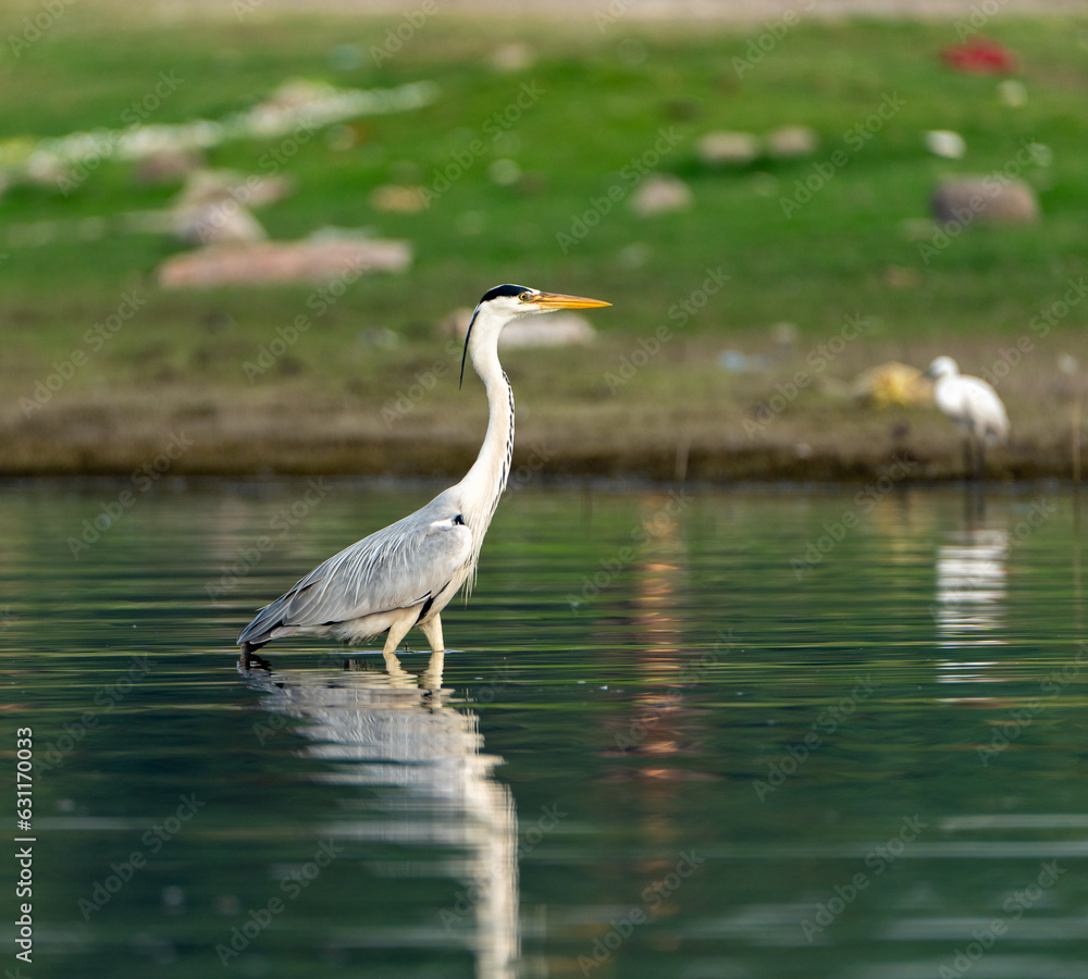 Naklejka premium Water bird