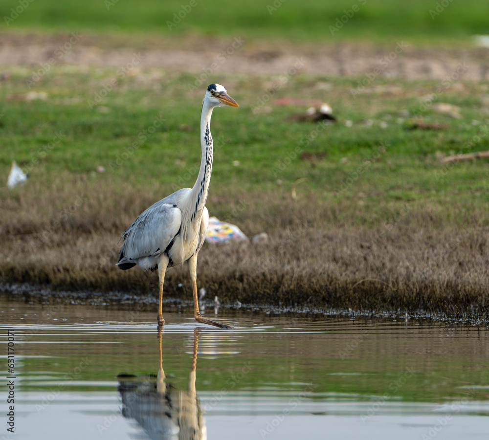 Obraz premium Water bird