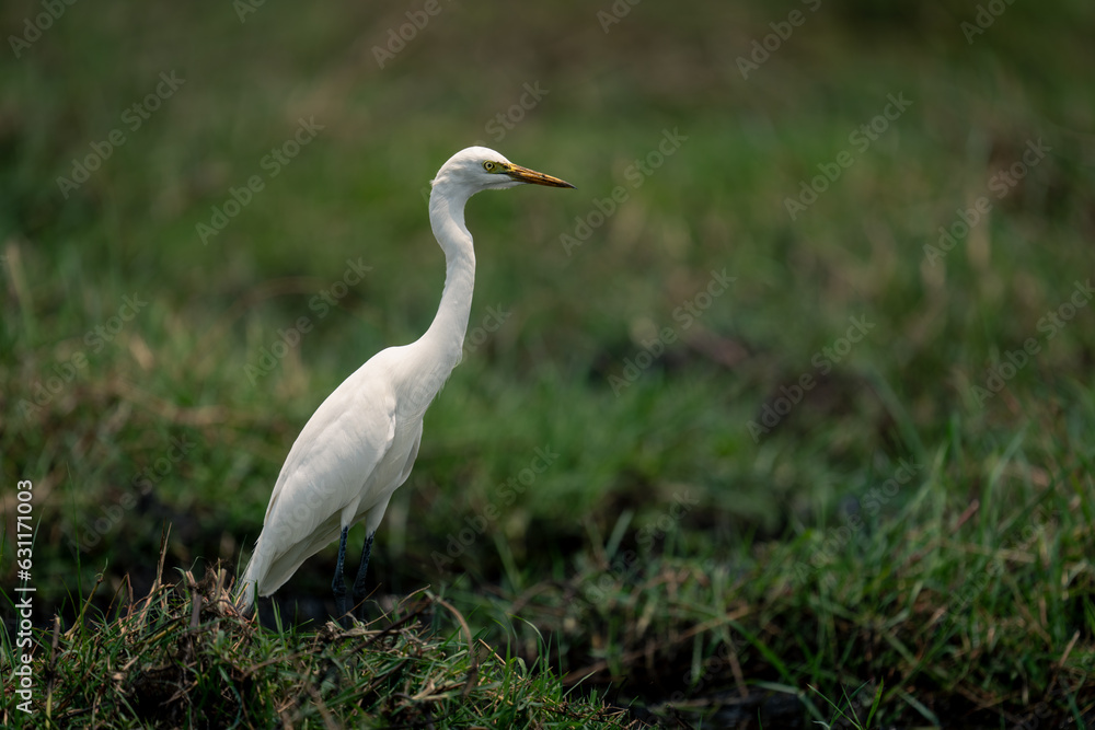 Great egret on grassy riverbank in profile Great egret on grassy riverbank in profile
