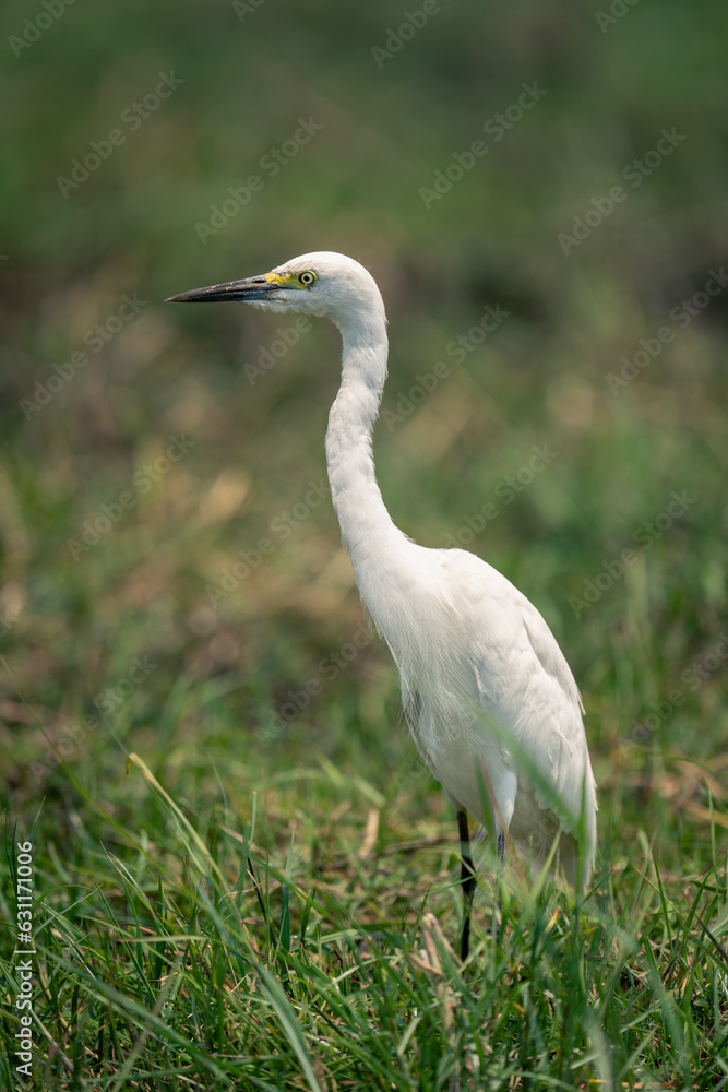 Great egret stands in grass watching camera