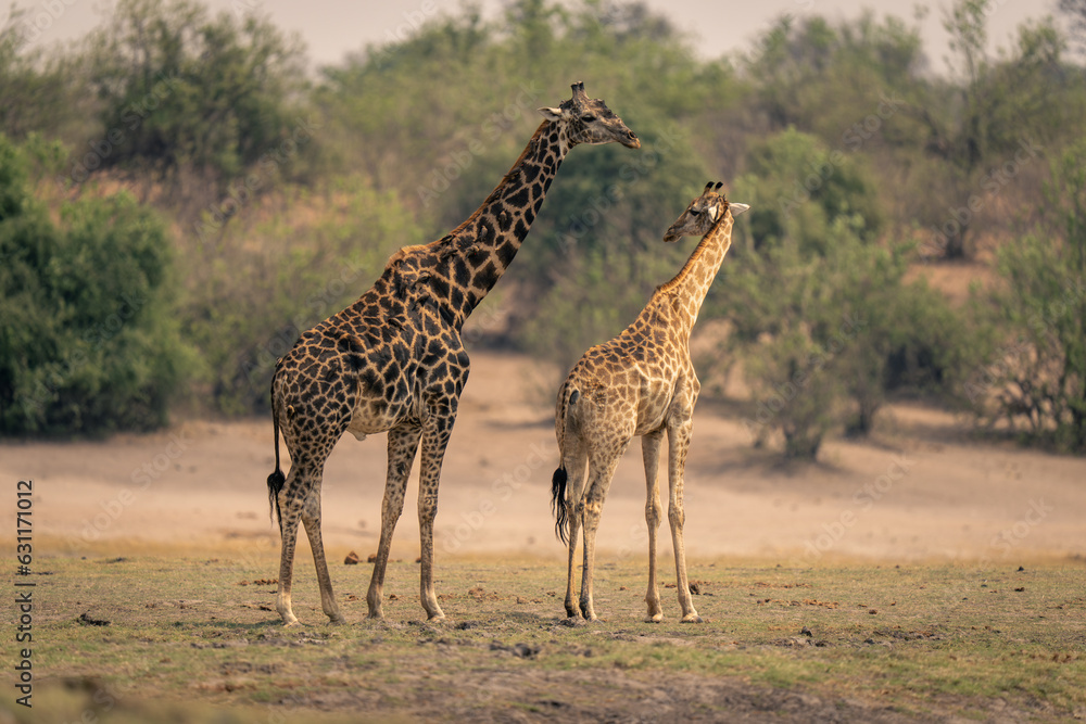 Obraz premium Female southern giraffe stands turning to male