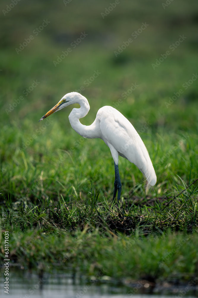 Great egret in profile on grassy riverbank Great egret in profile on grassy riverbank