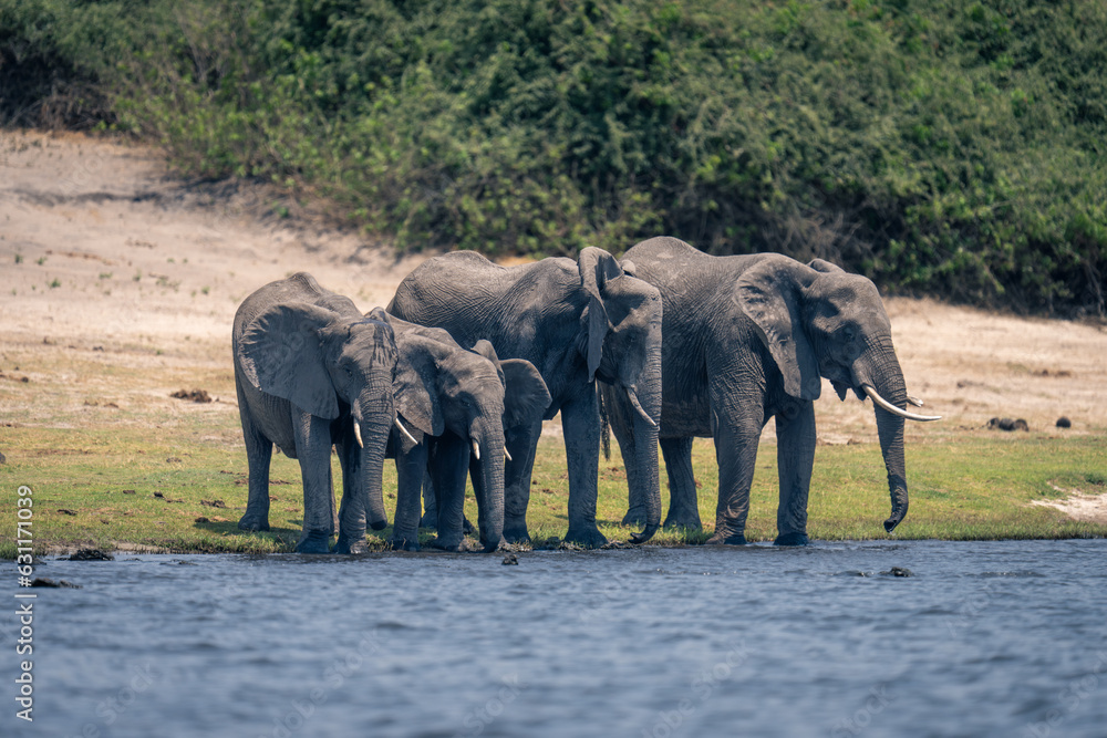 Fototapeta premium Four African elephants stand drinking from river