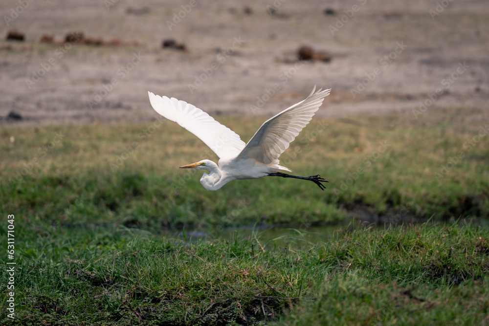 Great egret flies over riverbank lifting wings Great egret flies over riverbank lifting wings
