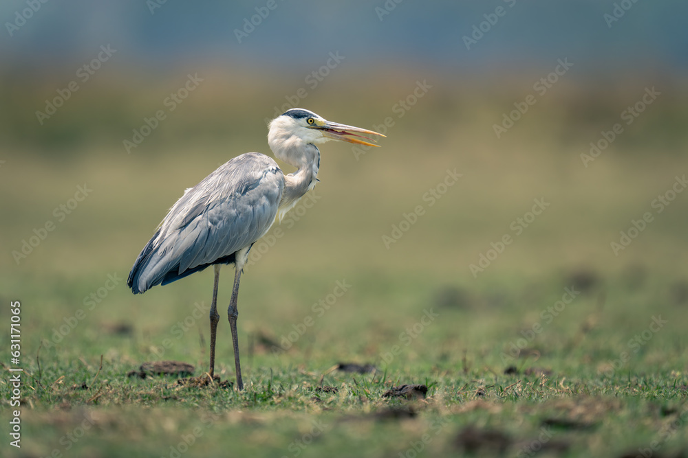 Grey heron on grass plain in sunshine Grey heron on grass plain in sunshine