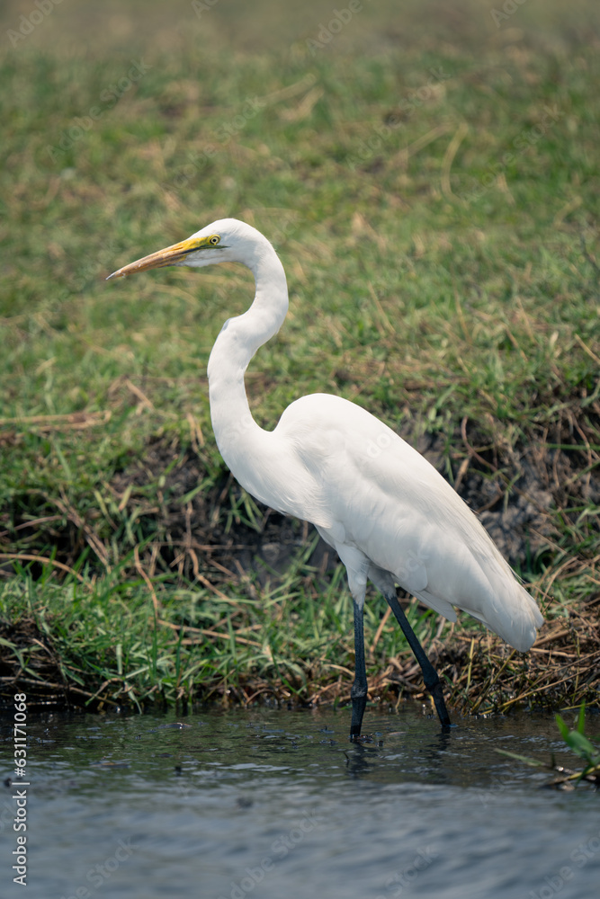 Great egret wades through shallows near bank Great egret wades through shallows near bank