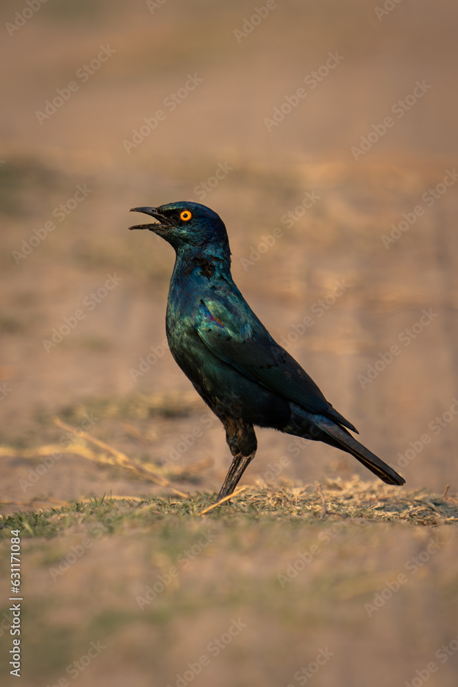 Greater blue-eared starling in profile on track