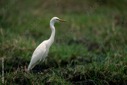 Great egret on grassy riverbank in profile