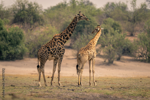Female southern giraffe stands turning to male