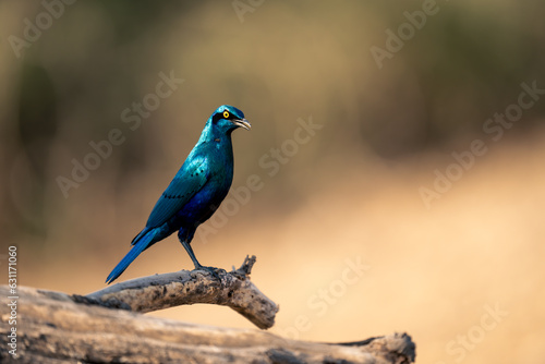 Greater blue-eared starling cocks head on branch