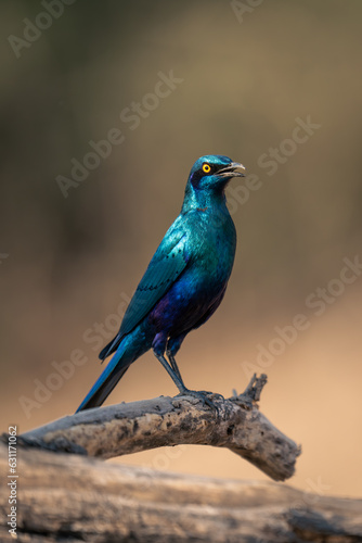 Greater blue-eared starling opens beak on branch