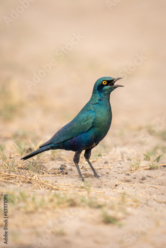 Greater blue-eared starling on sand opening beak