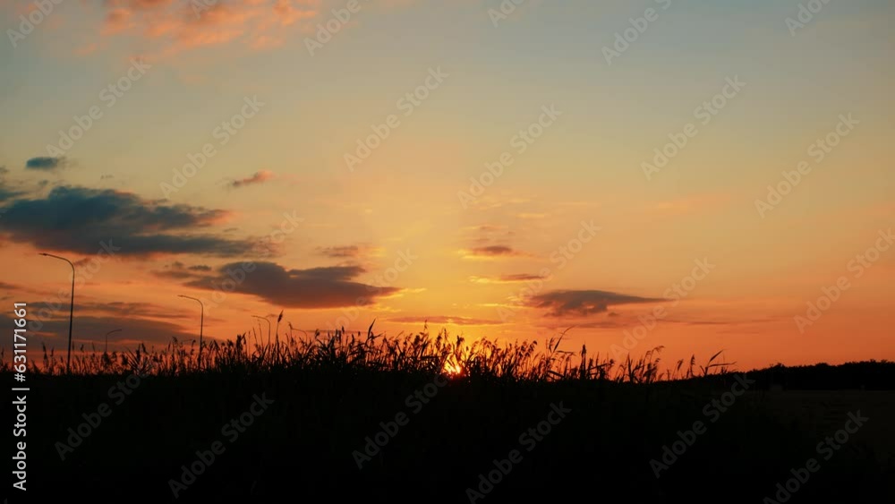 Beautiful landscape with tall grass against an orange sky with clouds at sunset Beautiful landscape with tall grass against an orange sky with clouds at sunset
