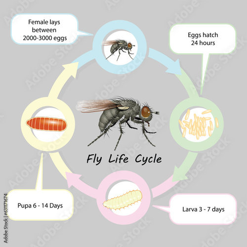 Fly Life cycle vector and isolate