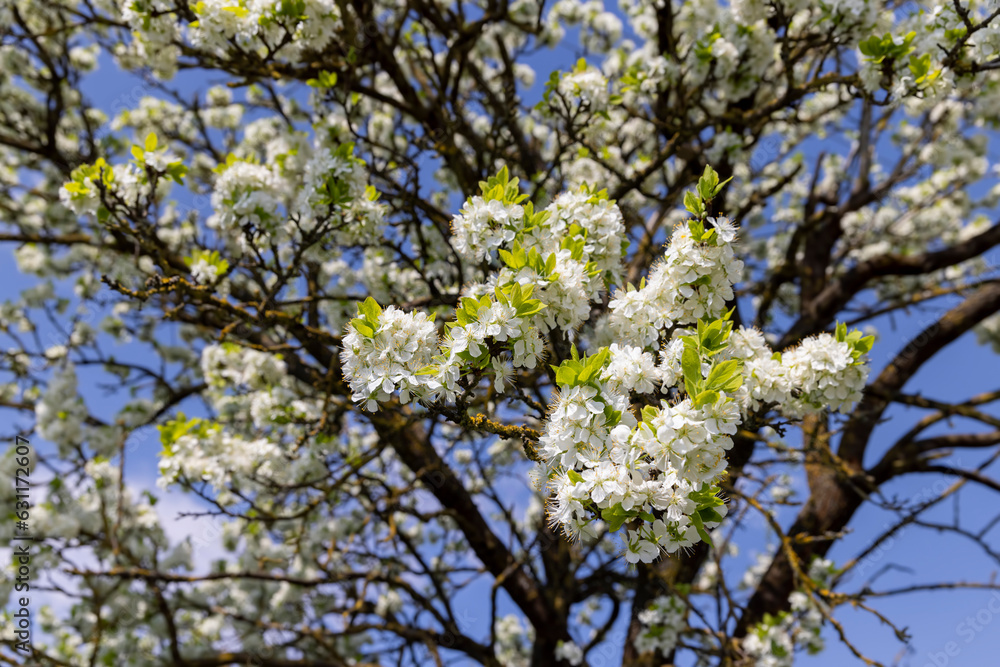 blooming berry cherry in the spring season blooming berry cherry in the spring season