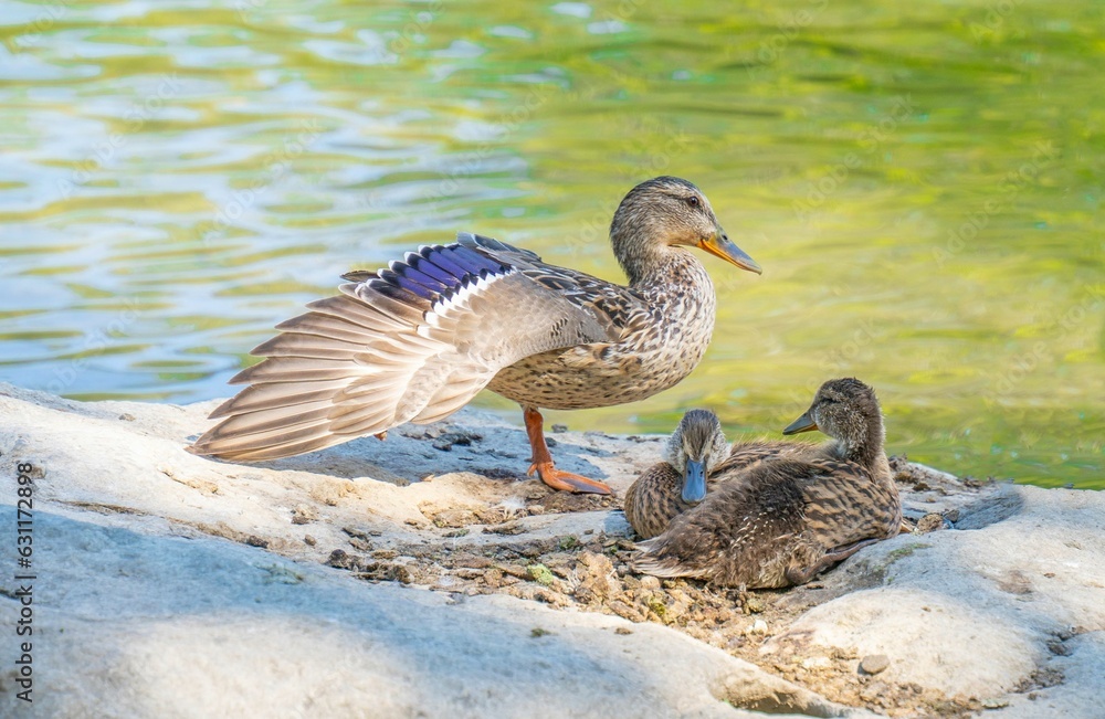two ducks stand on rocks near the water, one flapping its wings two ducks stand on rocks near the water, one flapping its wings