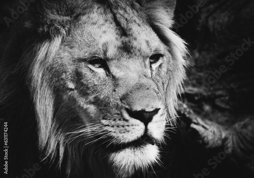 Fototapeta Naklejka Na Ścianę i Meble -  Black and White Lion
