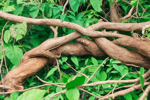 Ayahuasca plant with brunches and leaves. photo