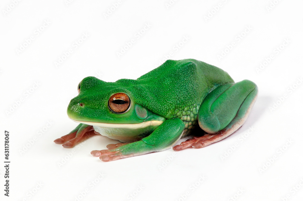 Obraz premium White-lipped tree frog // Neuguinea-Riesenlaubfrosch (Nyctimystes infrafrenatus / Litoria infrafrenata)