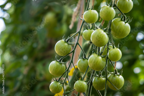A lot of green tomatoes on a bush in a greenhouse. Tomato plants in greenhouse. Green tomatoes plantation. Organic farming, young tomato plants growth in greenhouse.