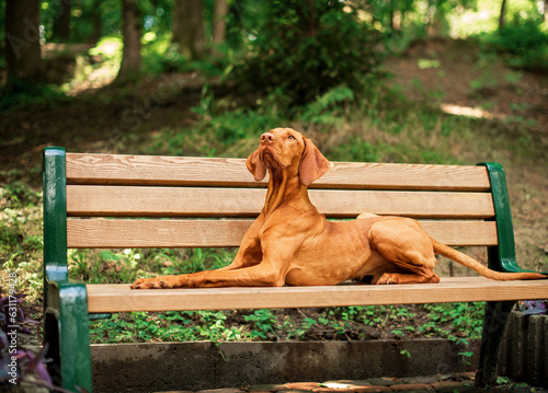 A dog of the Hungarian Vizsla breed lies on a bench against the background of a park. The dog looks like a sphinx. He raised his head to the mountain. The photo is blurred and horizontal. photo