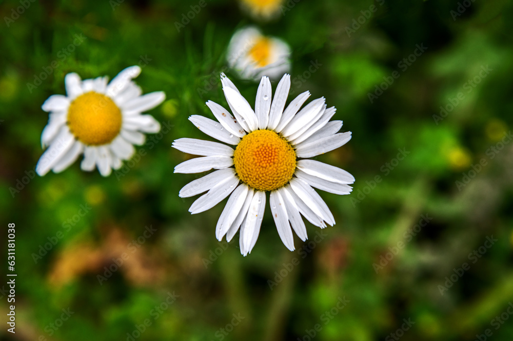 A plant with yellow inflorescences with white petals, with the species name Złocień Proper, commonly found on wastelands in the city of Bialystok in Podlasie, Poland. A plant with yellow inflorescences with white petals, with the species name Złocień Proper, commonly found on wastelands in the city of Bialystok in Podlasie, Poland.