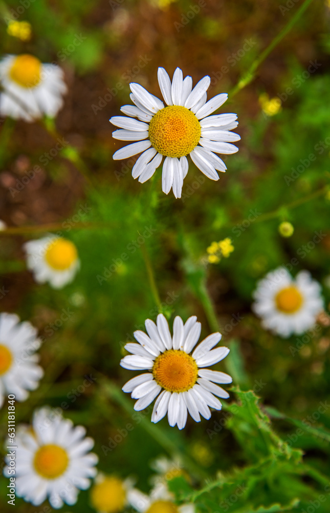 A plant with yellow inflorescences with white petals, with the species name Złocień Proper, commonly found on wastelands in the city of Bialystok in Podlasie, Poland. A plant with yellow inflorescences with white petals, with the species name Złocień Proper, commonly found on wastelands in the city of Bialystok in Podlasie, Poland.