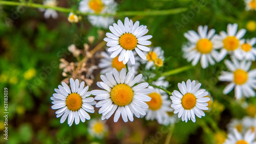 A plant with yellow inflorescences with white petals  with the species name Z  ocie   Proper  commonly found on wastelands in the city of Bialystok in Podlasie  Poland.