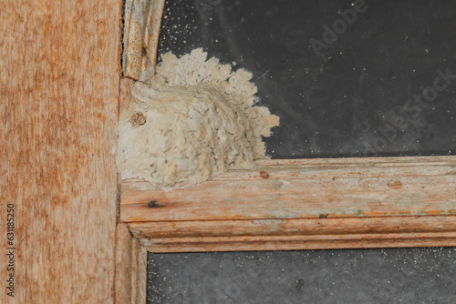 Ceriana wasp nest is made of clay, on a wooden wall. photo