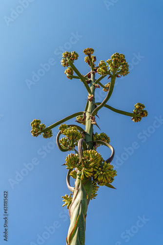 Blue background with agave flower
