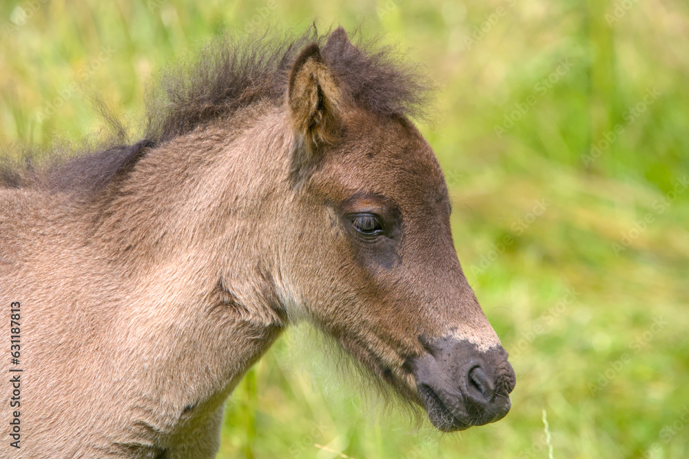 Lovely portrait of a brown Icelandic Horse foal
Lovely portrait of a brown Icelandic Horse foal