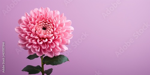 pink Chrysanthemum flower isolated on pink background with copy space. © png-jpeg-vector