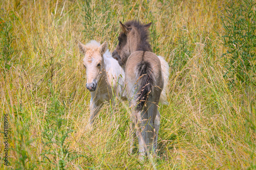 A dark and a white foal of Icelandic horses are playing together in the meadow