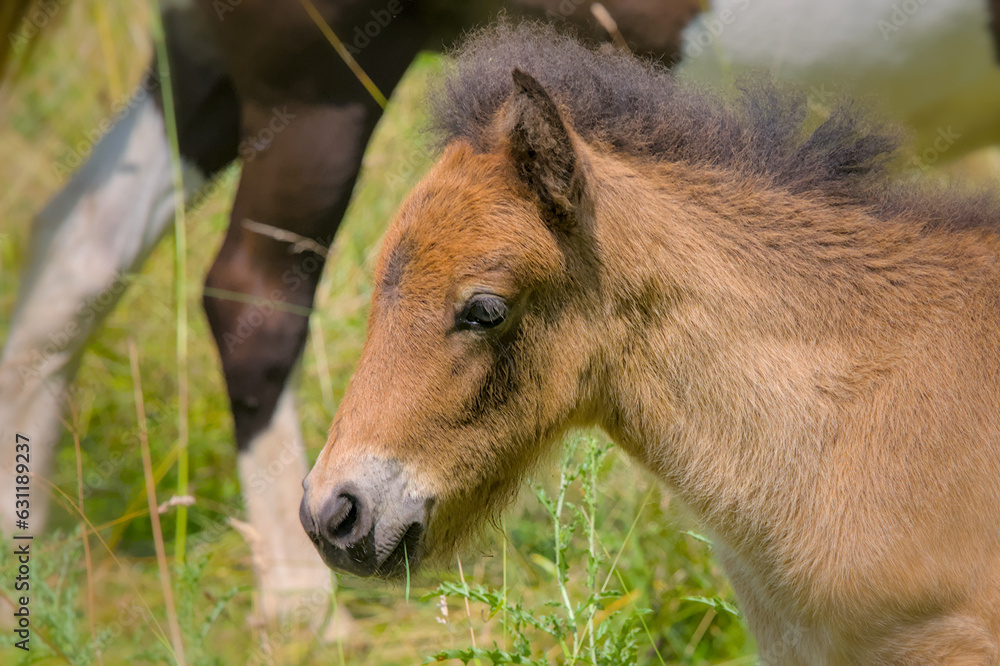 Lovely portrait of a brown Icelandic Horse foal
